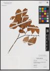 Foto von Salix caprea subsp. caprea L.